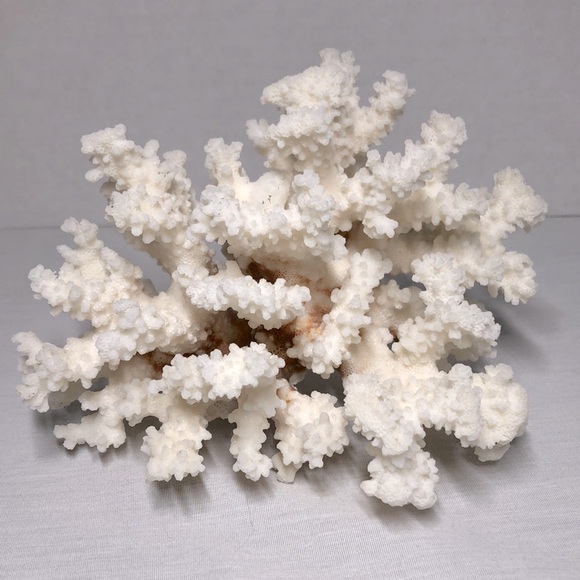 Other - SEA CORAL TREE